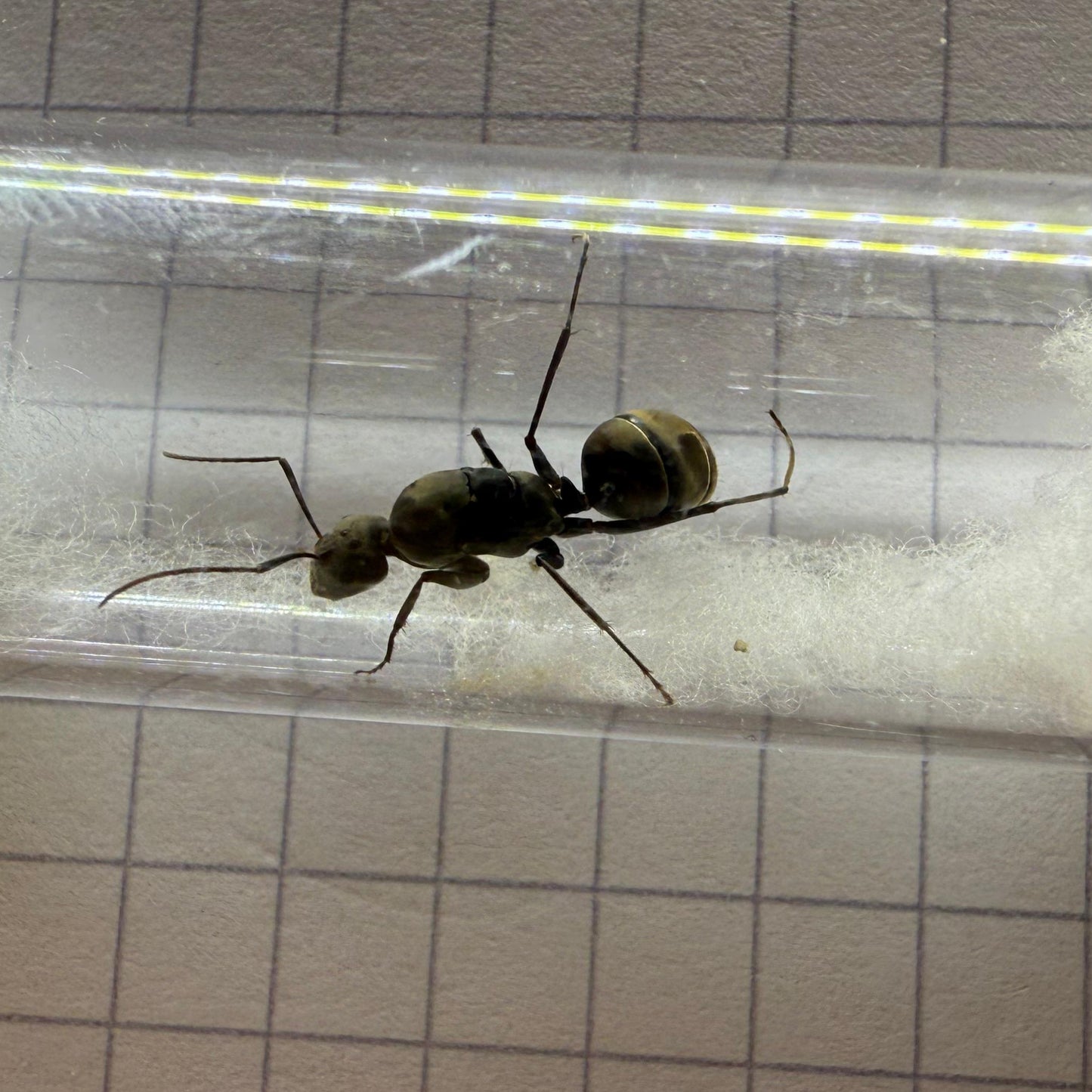 Camponotus parius Koenigin Nahaufnahme aller Gliedmaßen