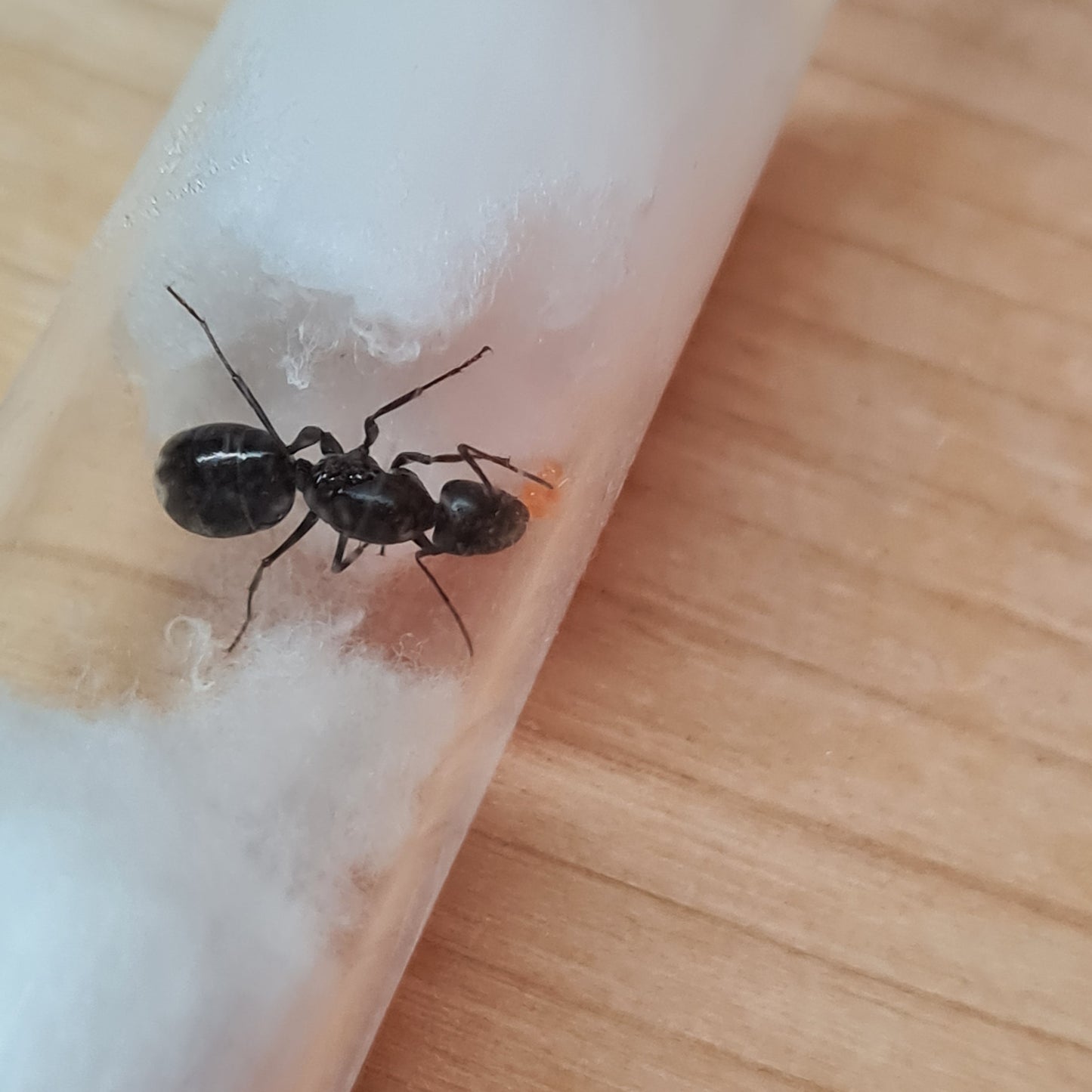 Camponotus_sylvaticus