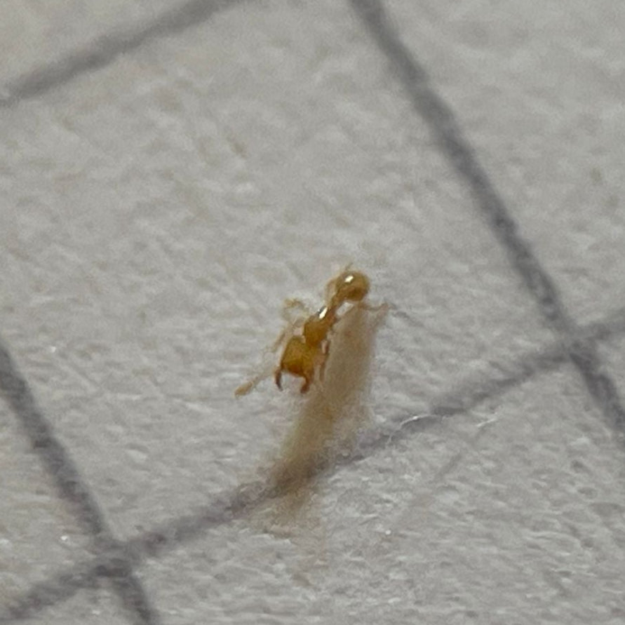 Carebara_castanea_Arbeiterin