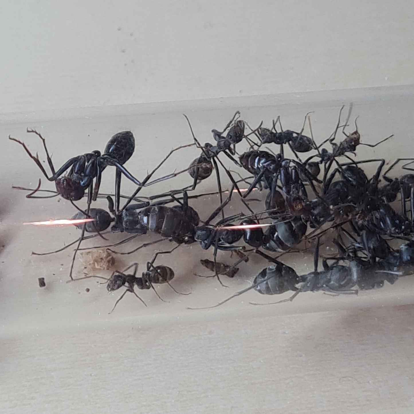 Cataglyphis hispanica