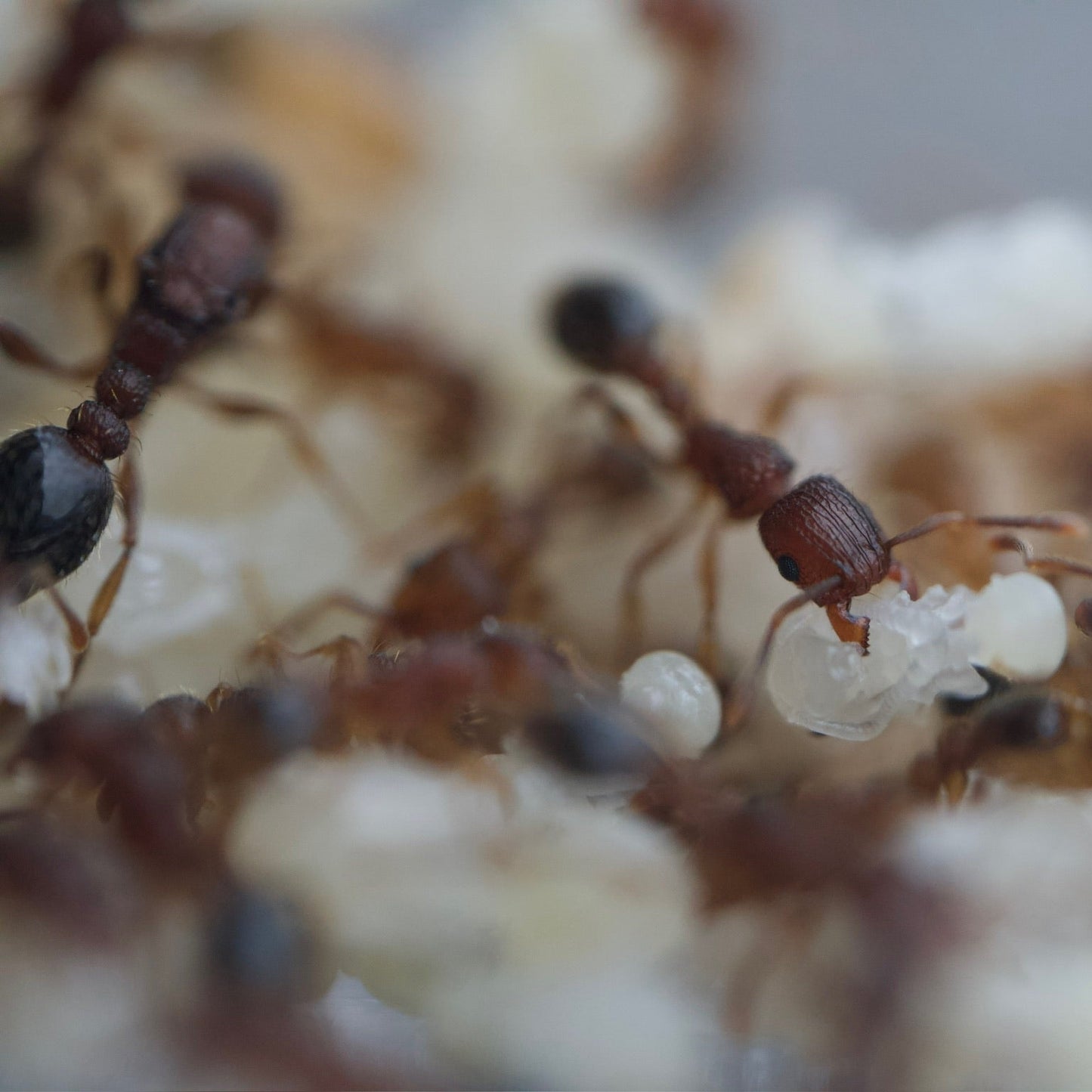 Tetramorium bicarinatum
