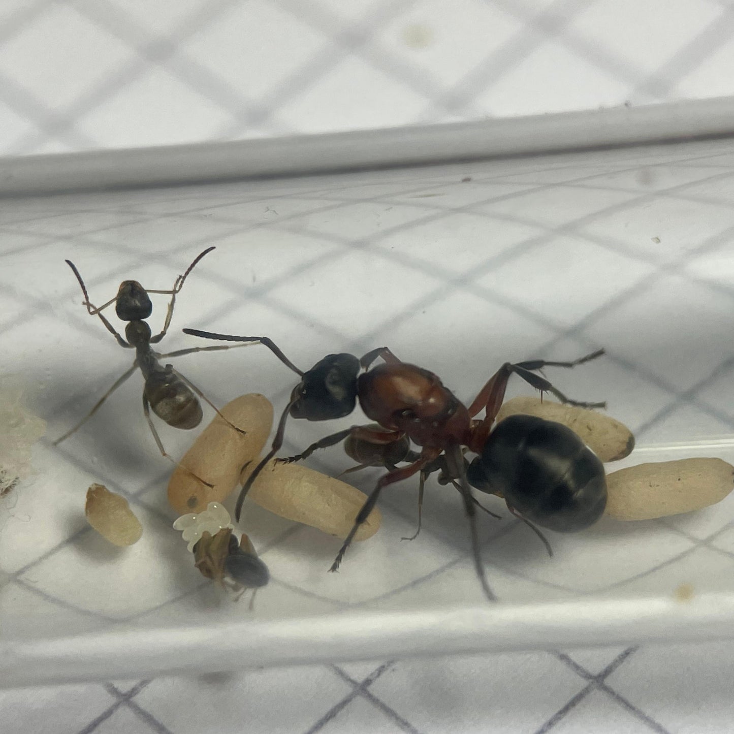 Formica sanguinea mit ersten eigenen Eiern die von den Wirtsarbeiterinnen gepflegt werden