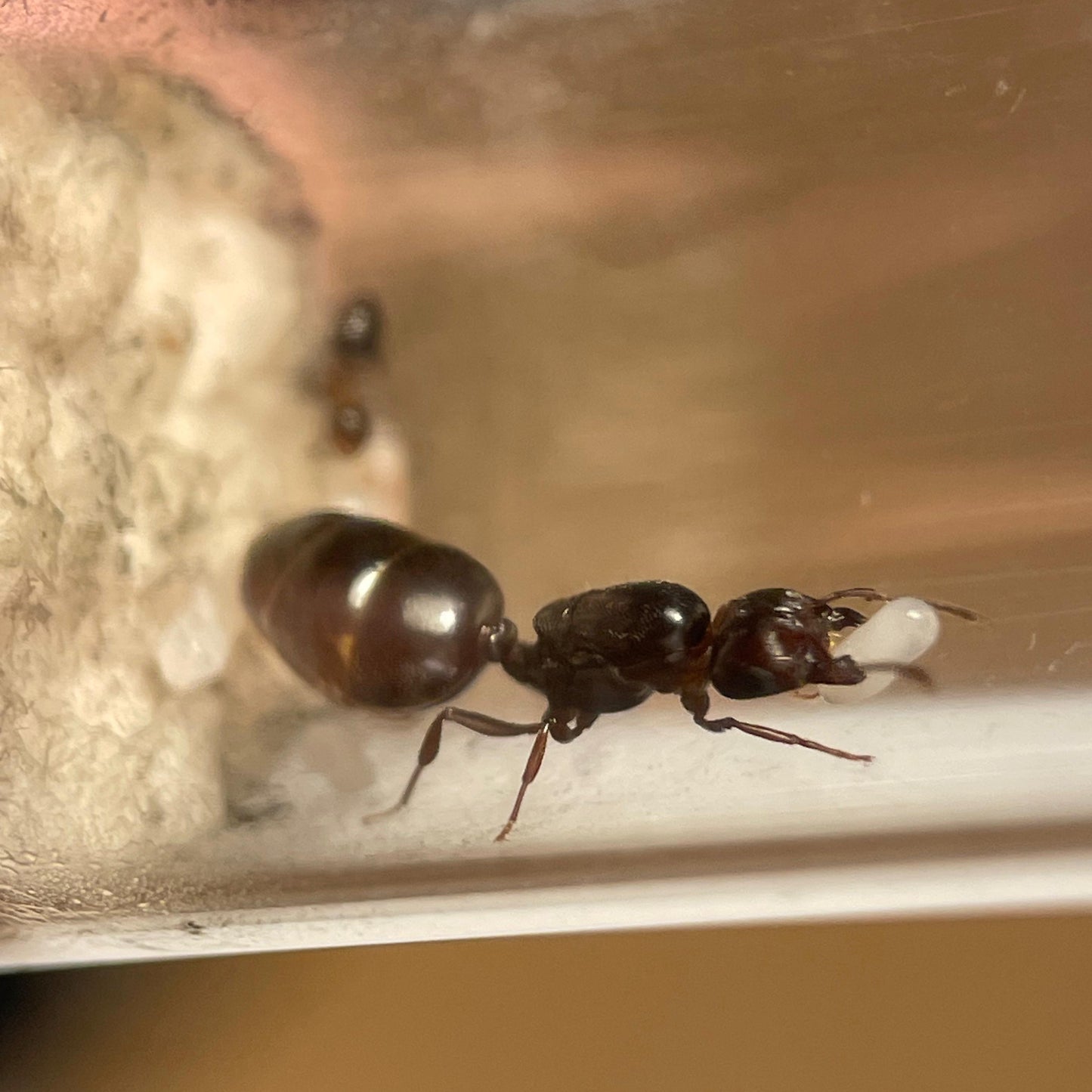Crematogaster sp Arizona