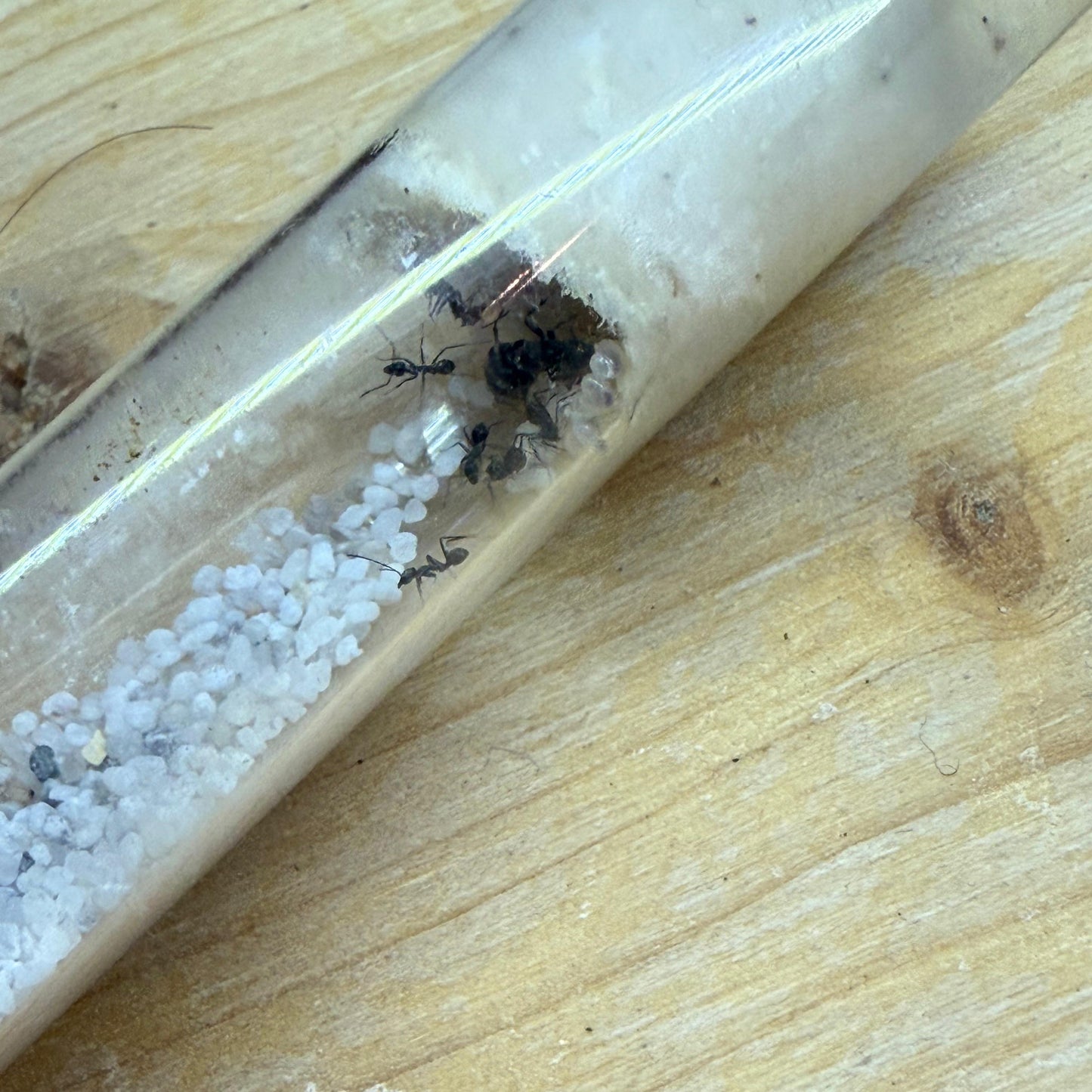 Iridomyrmex_anceps