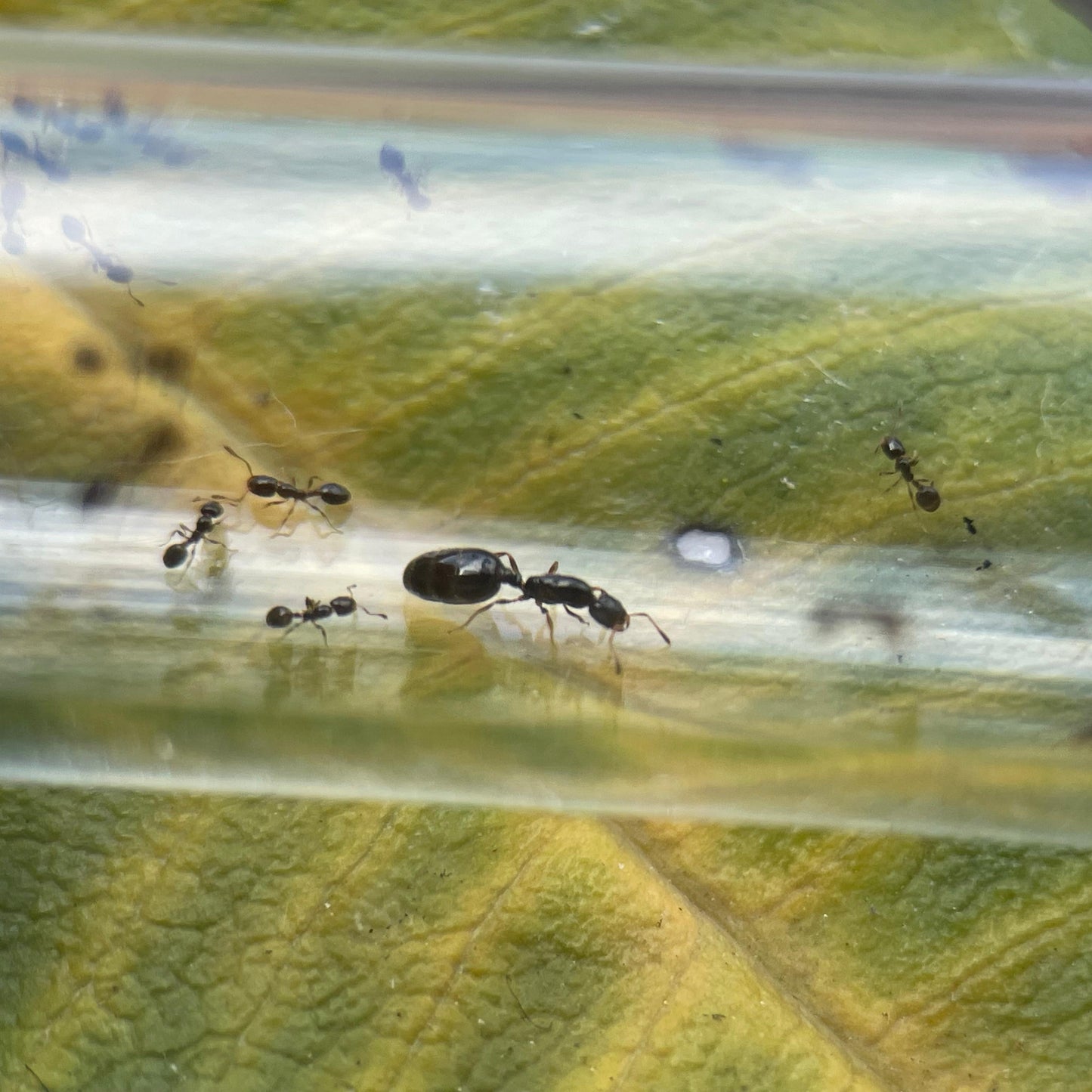 Monomorium chiense