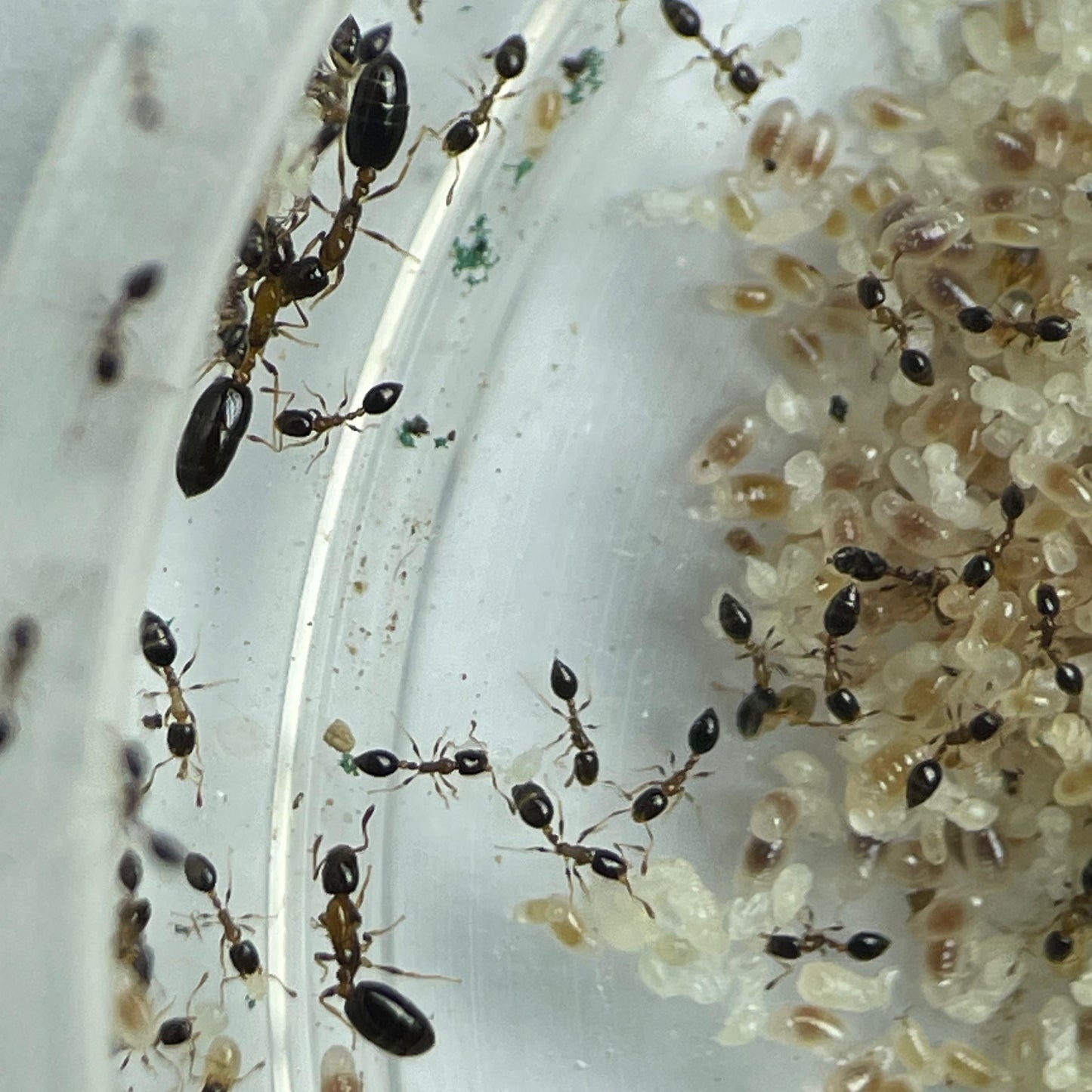 Monomorium floricola mit drei Königinnen und Brut