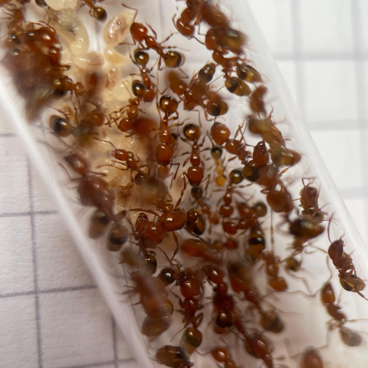 Monomorium latastei Nest mit sehr vielen Arbeiterinnen, Brut und ihrer Königin