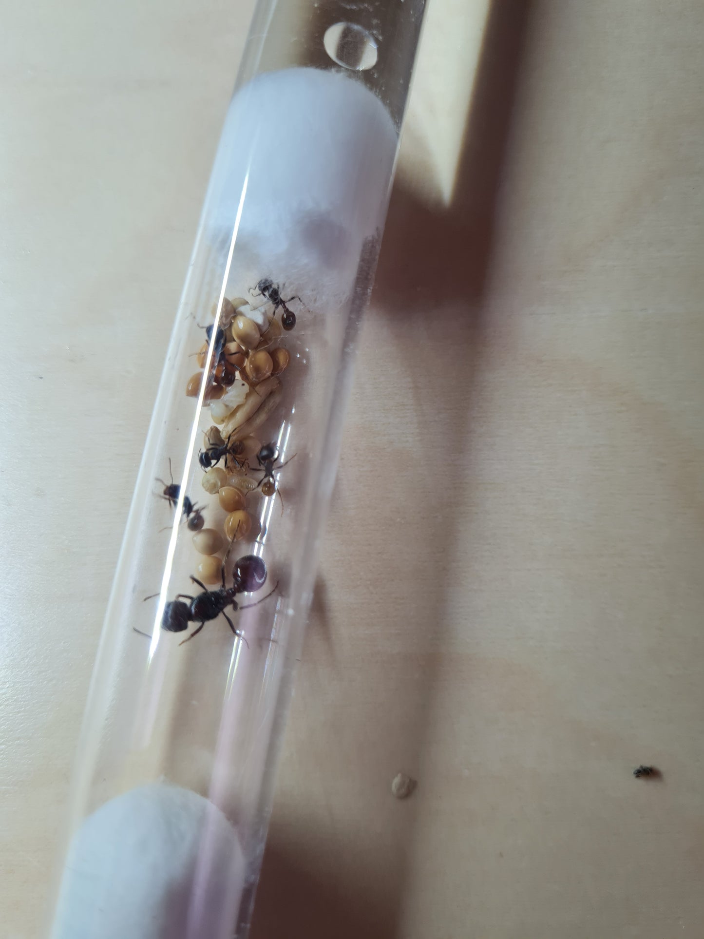 Novomessor cockerelli Königin mit Arbeiterinnen und Körnerlager