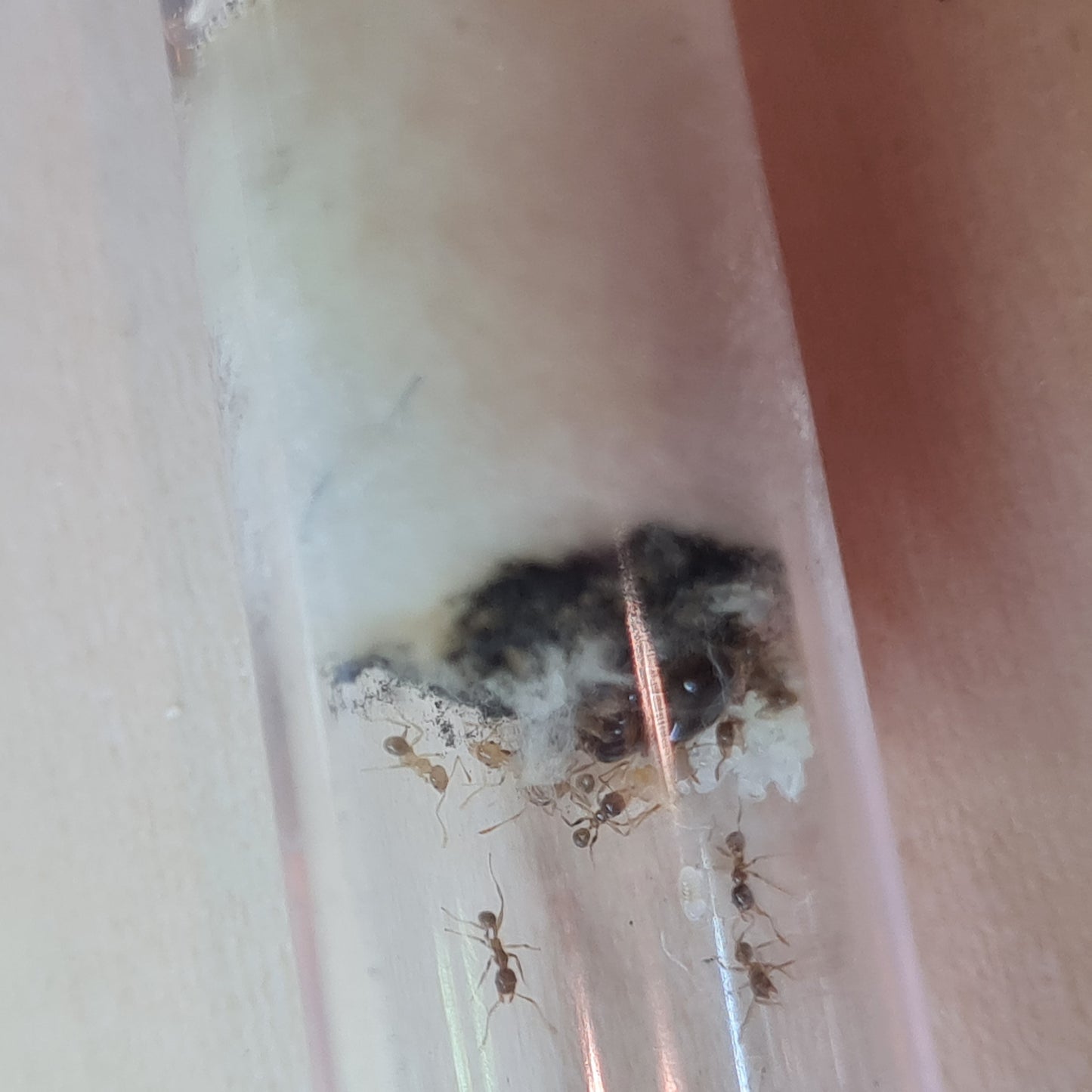 Pheidole pallidula