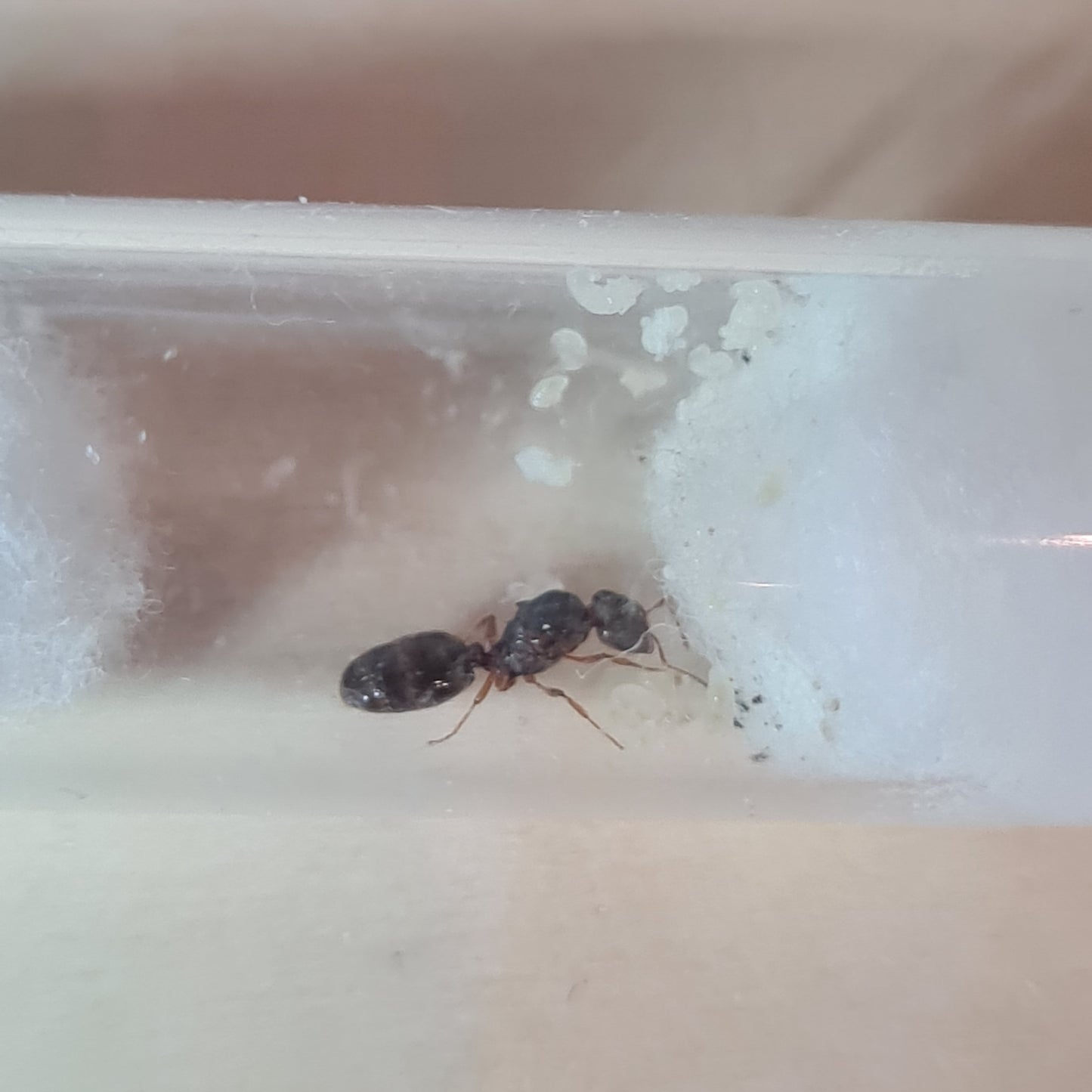 Pheidole pallidula