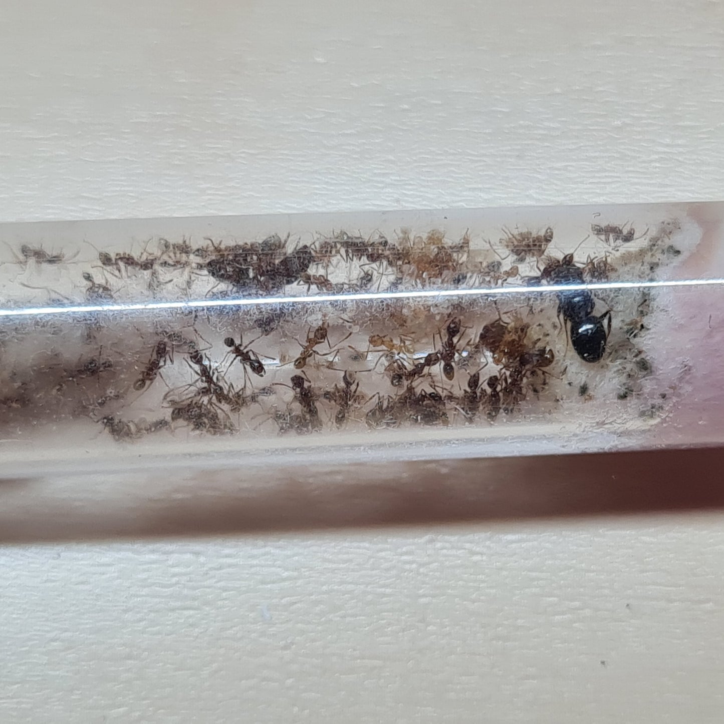 Pheidole_nodus