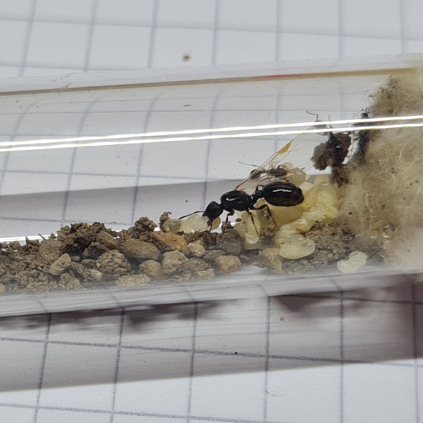 Tetramorium sp. Deutschland im Nest mit viel Brut