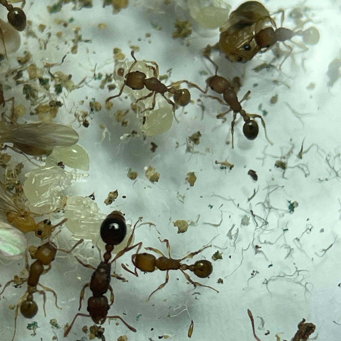 Tetramorium sp Vietnam Arbeiterinnen bei der Brutpflege