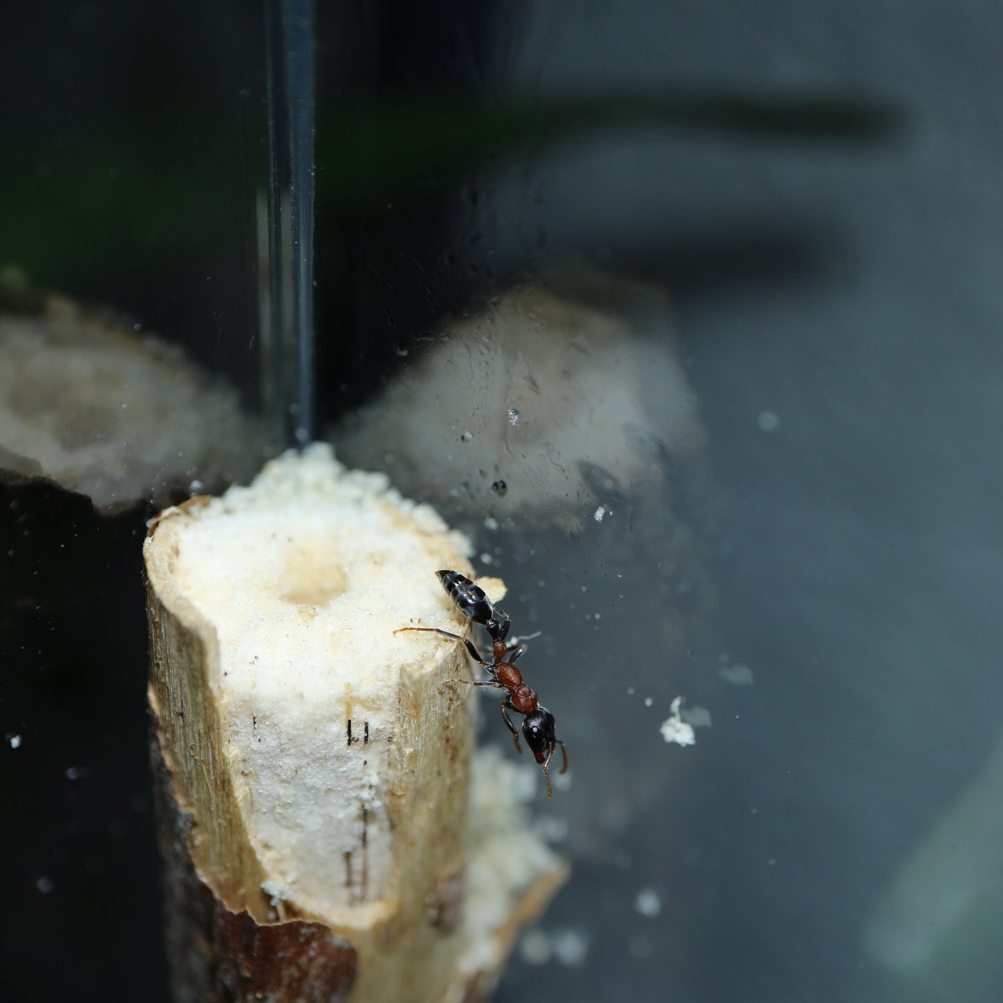 Tetraponera rufonigra Königin an einem Stück Holz