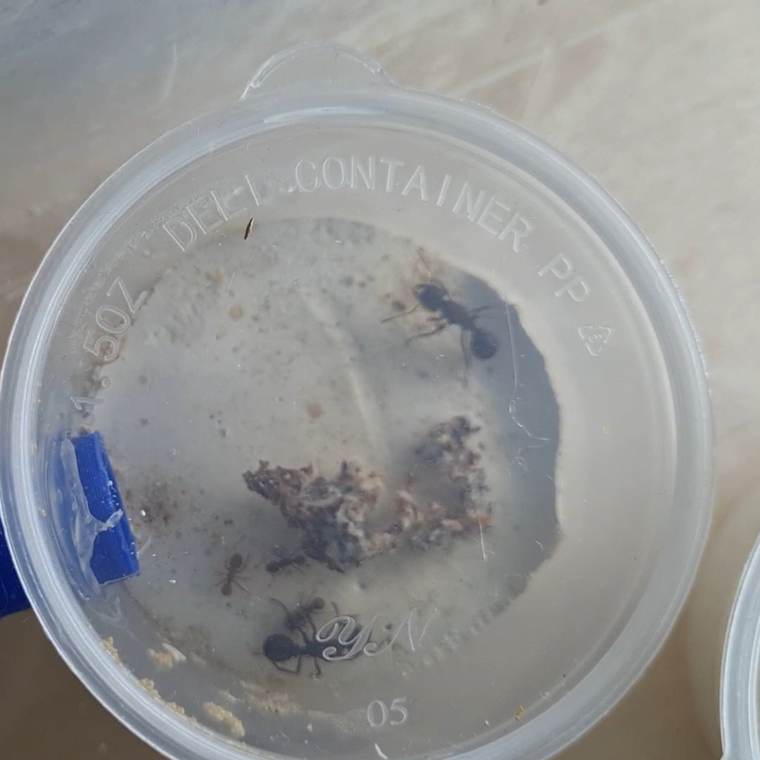 Acromyrmex versicolor Königin im Aufzuchtbehälter