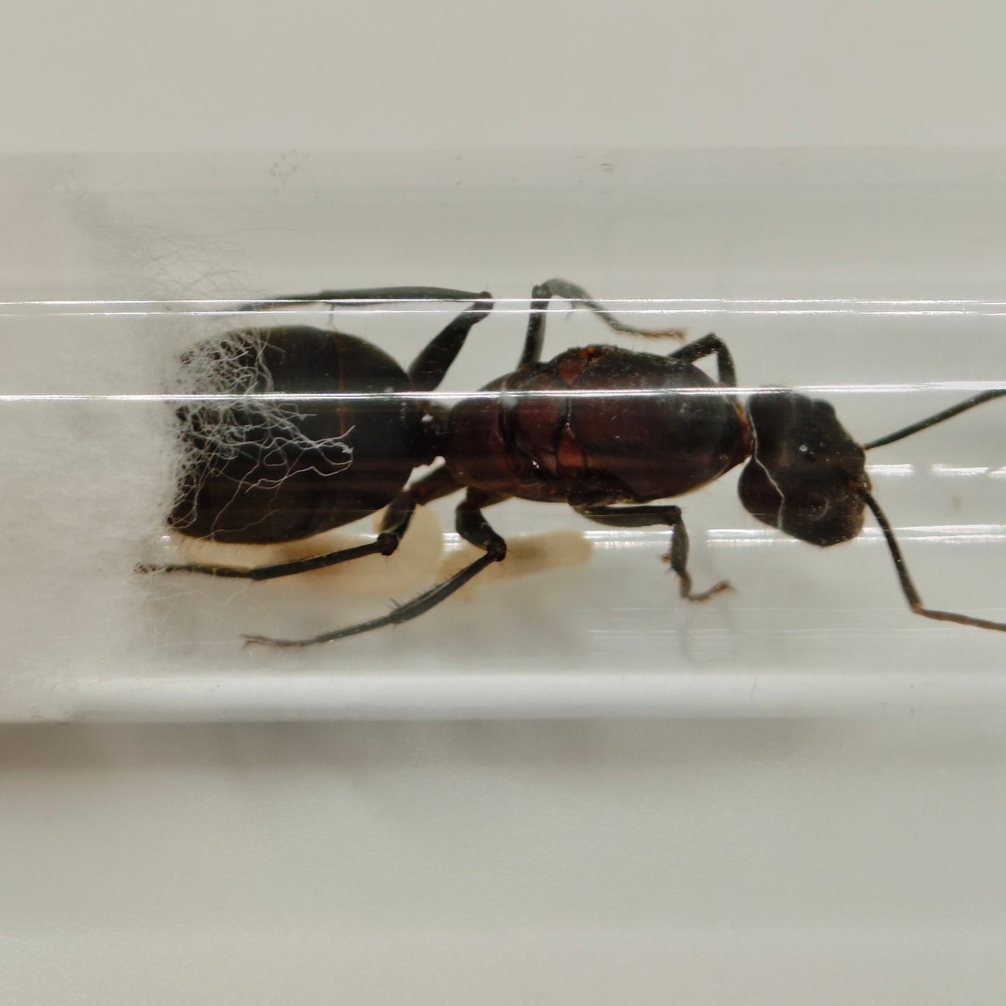 Camponotus angusticollis Königin Nahaufnahme Kopf im Reagenzglas