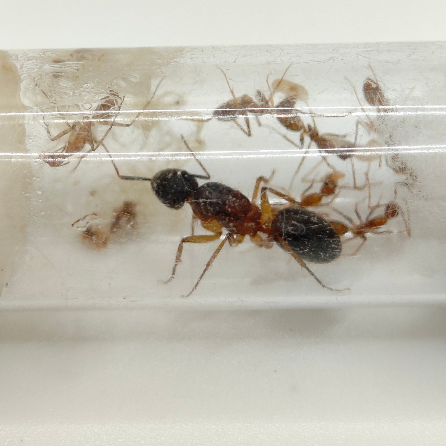Camponotus turkestanicus Königin mit Brut, Nahaufnahme