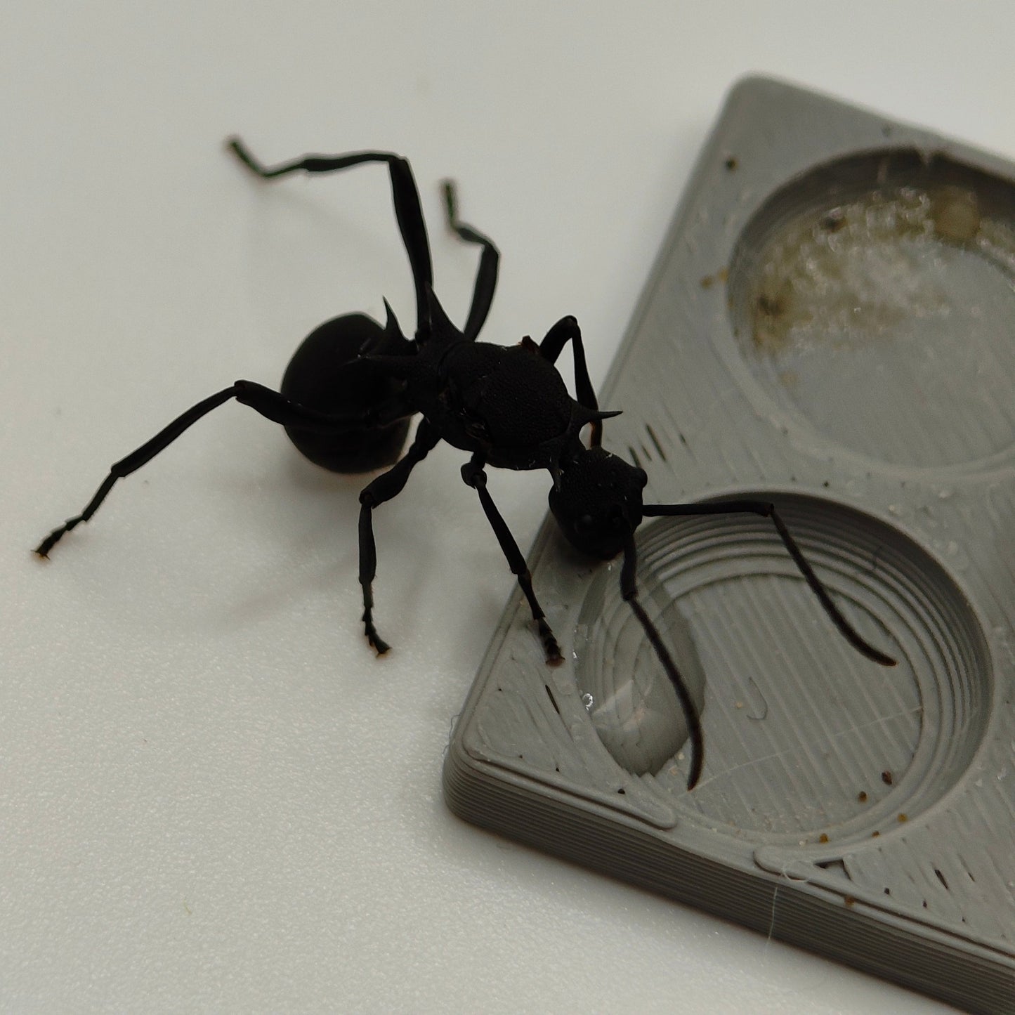 Polyrhachis armata Königin bei der Fütterung