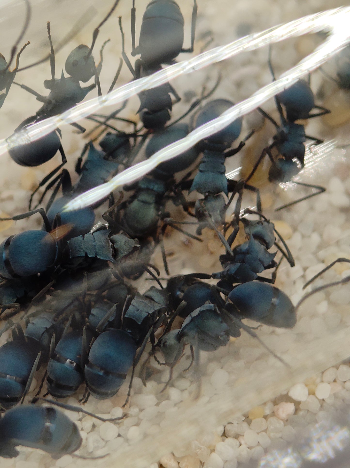 Polyrhachis cyaniventris Kolonie versammelt am Futterschlauch