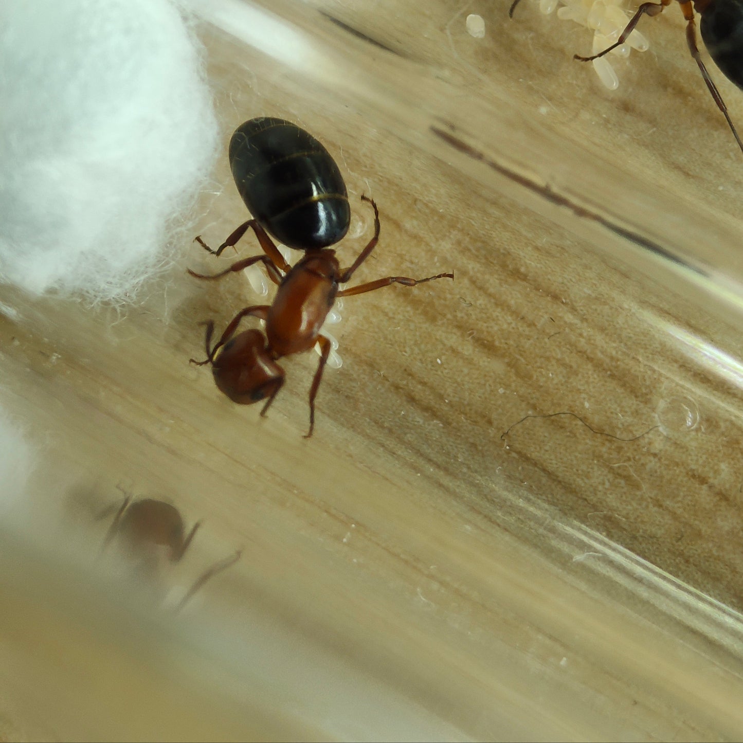 Camponotus discolor