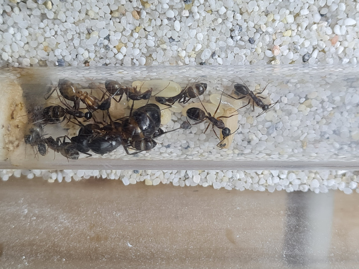 Camponotus sp Tunesien