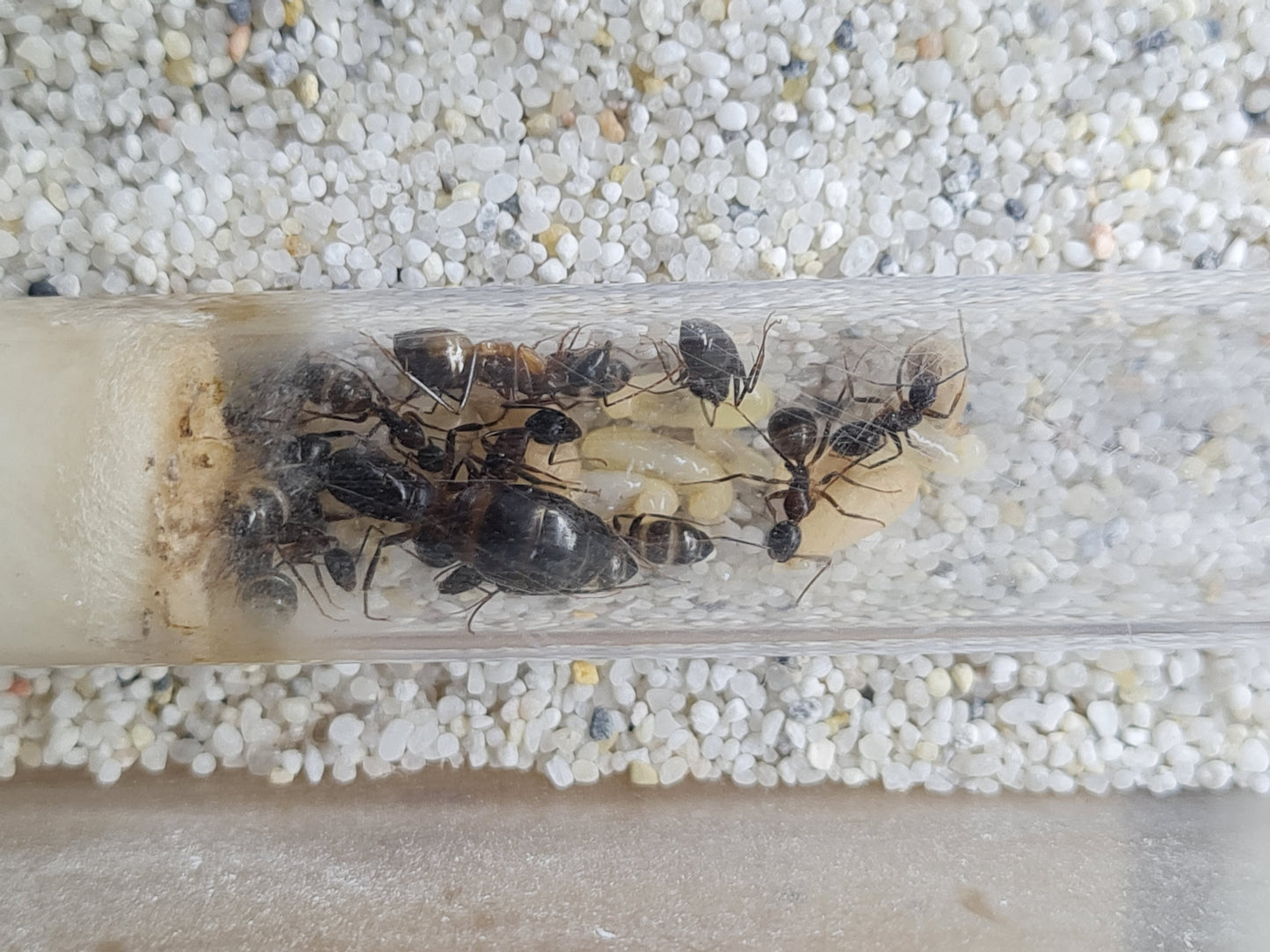 Camponotus sp Tunesien