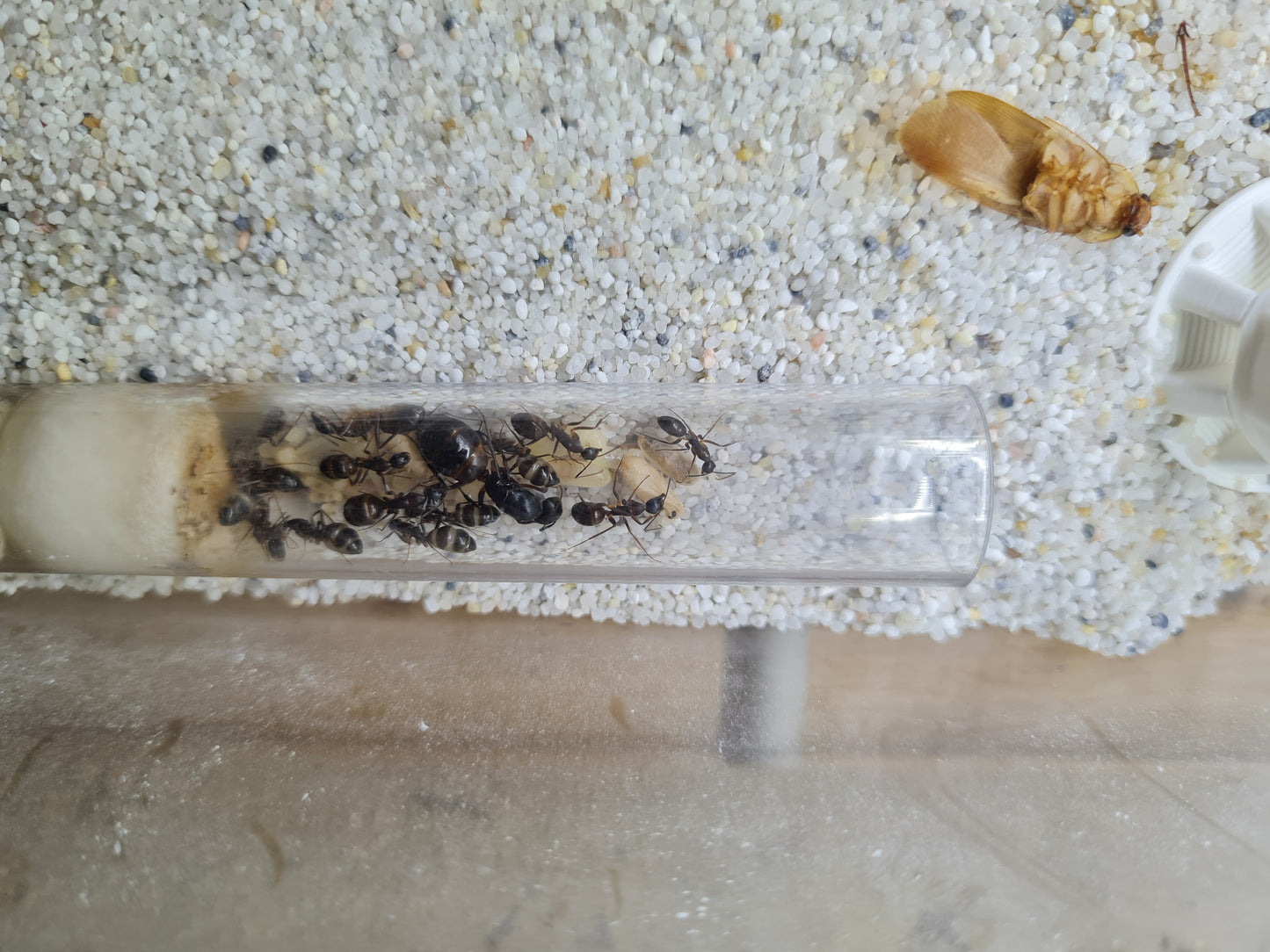 Camponotus sp Tunesien
