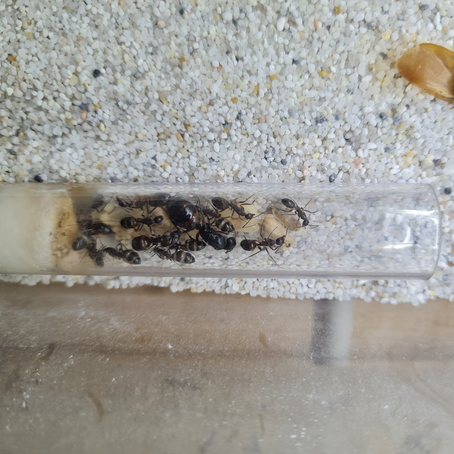 Camponotus sp Tunesien