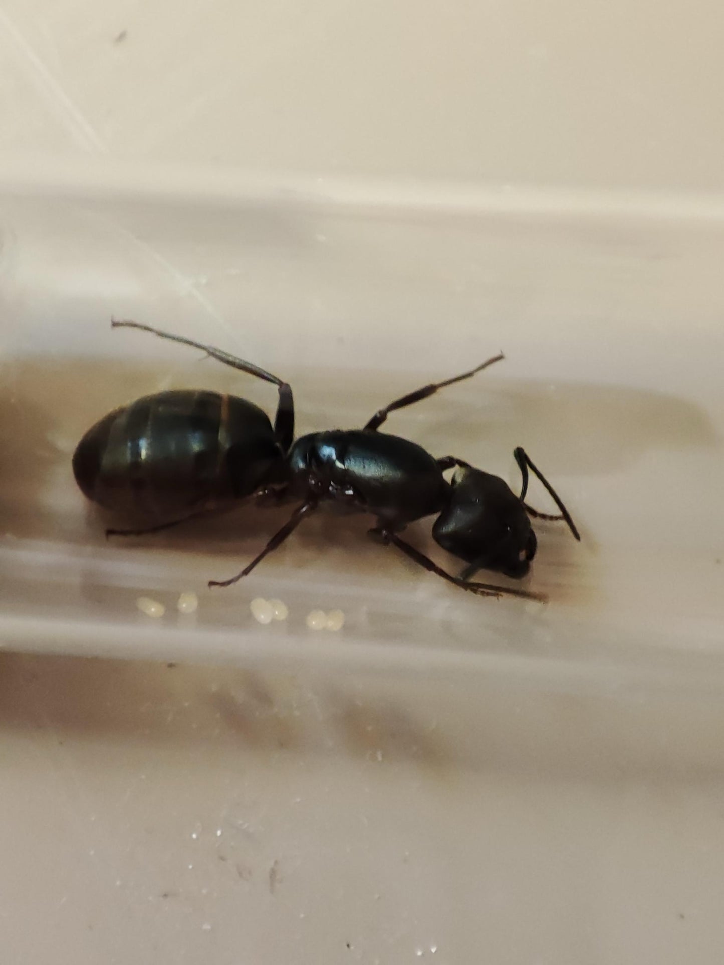 Camponotus modoc