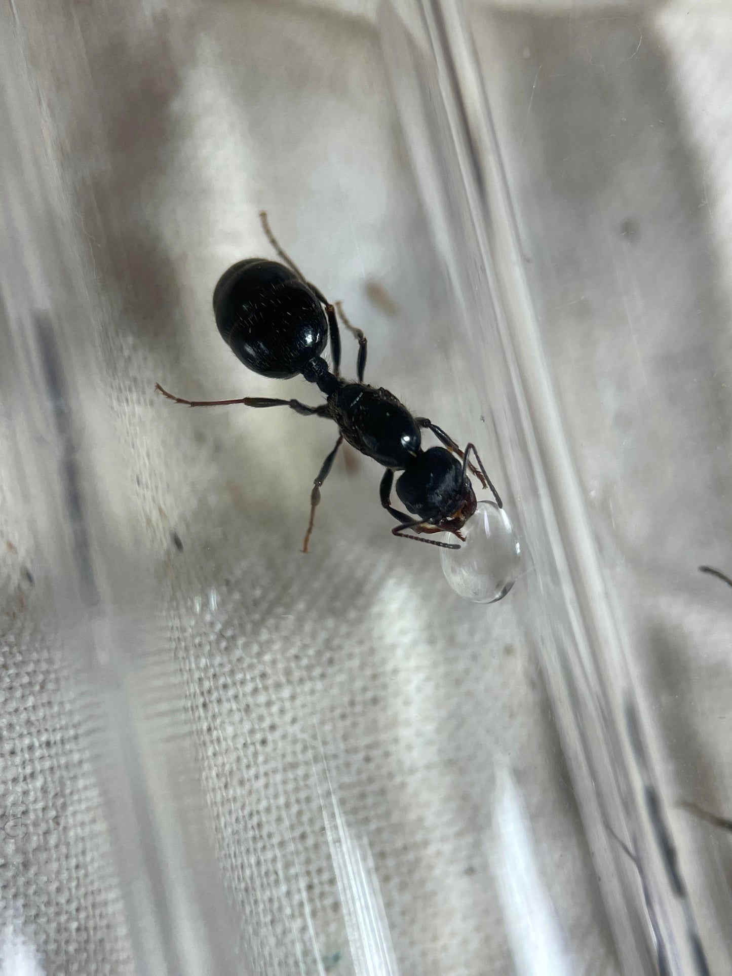 Messor desertora