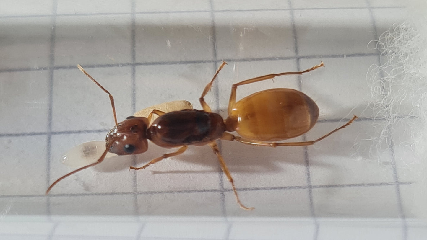 Camponotus fedtschenkoi