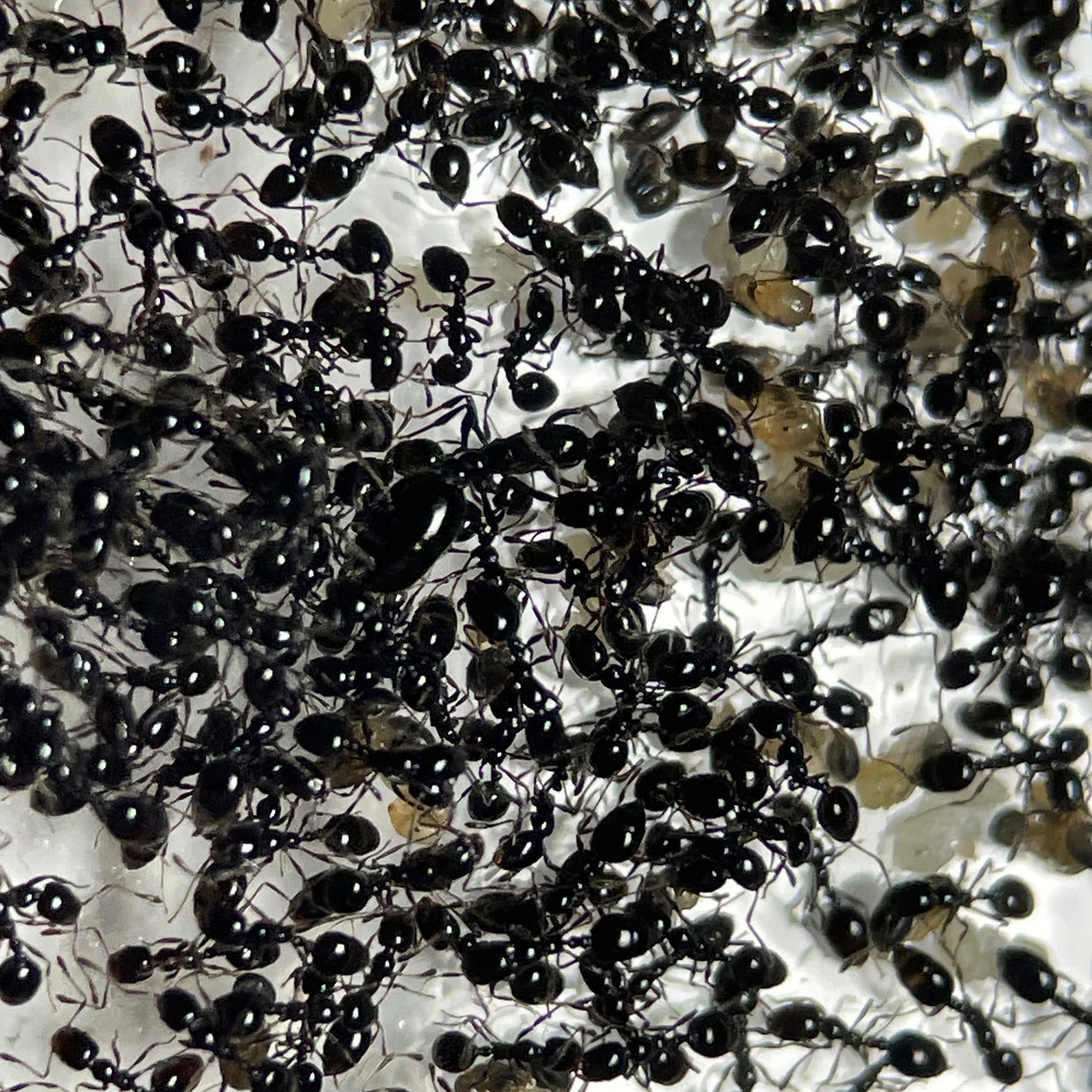 Monomorium carbonarium