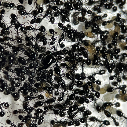 Monomorium carbonarium