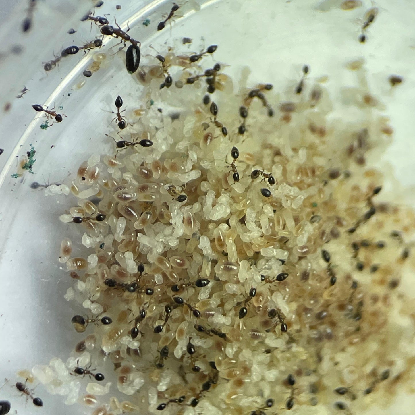 Monomorium floricola