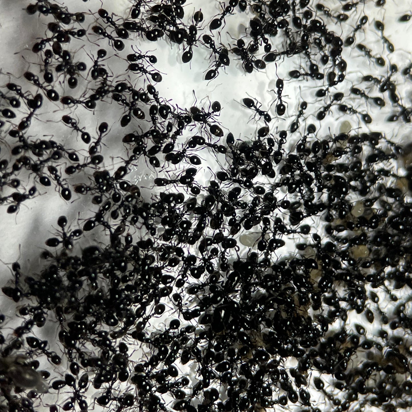 Monomorium carbonarium