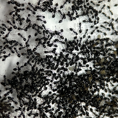 Monomorium carbonarium