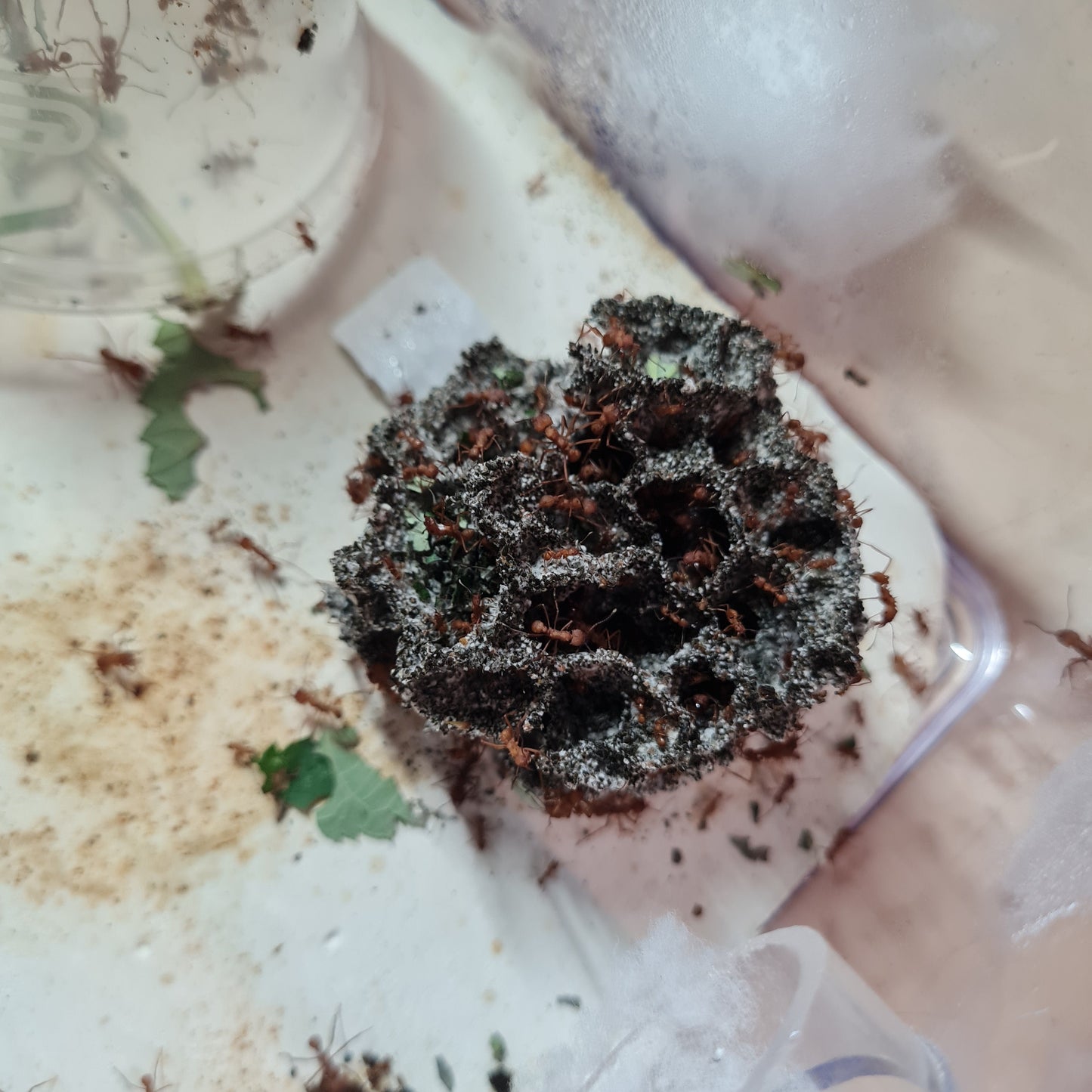 Acromyrmex octospinosus Arbeiterinnen mit Pilz