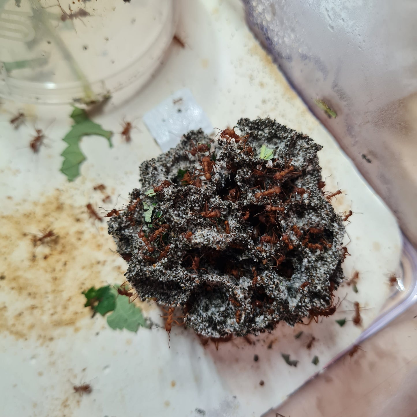 Acromyrmex octospinosus Arbeiterinnen bei der Pilzpflege