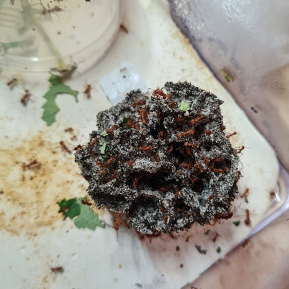 Acromyrmex octospinosus Arbeiterinnen bei der Pilzpflege