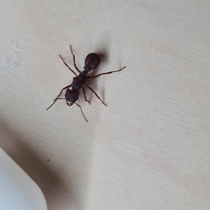 Acromyrmex_versicolor