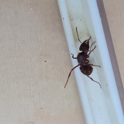 Acromyrmex versicolor Königin Nahaufnahme beim Klettern in ihrem Futterbereich