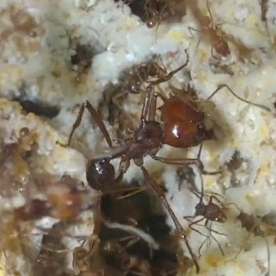 Atta mexicana Arbeiterin Nahaufnahme auf dem Pilz im Nest