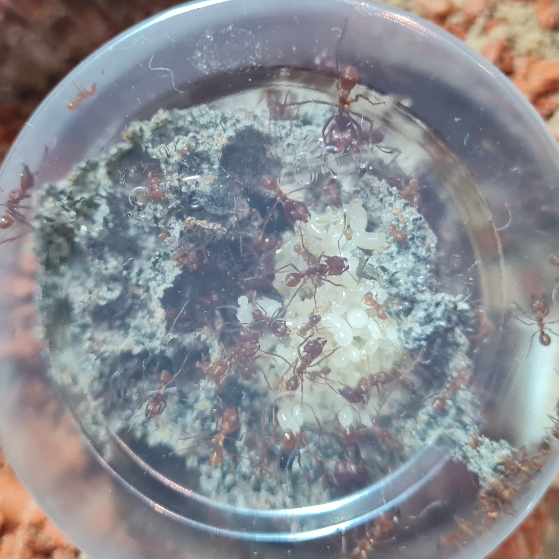 Atta mexicana Brut auf ihrem Pilz und Arbeiterinnen bei der Brutpflege im Nest