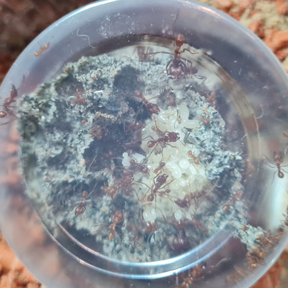 Atta mexicana Brut auf ihrem Pilz und Arbeiterinnen bei der Brutpflege im Nest