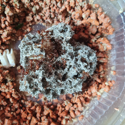 Atta mexicana Arbeiterinnen und Brut auf ihrem Pilz mit Seramis im Hintergrund