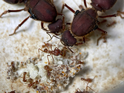 Atta texana Brut und Pilzpflege der Arbeiterinnen mit ihren beiden Königinnen