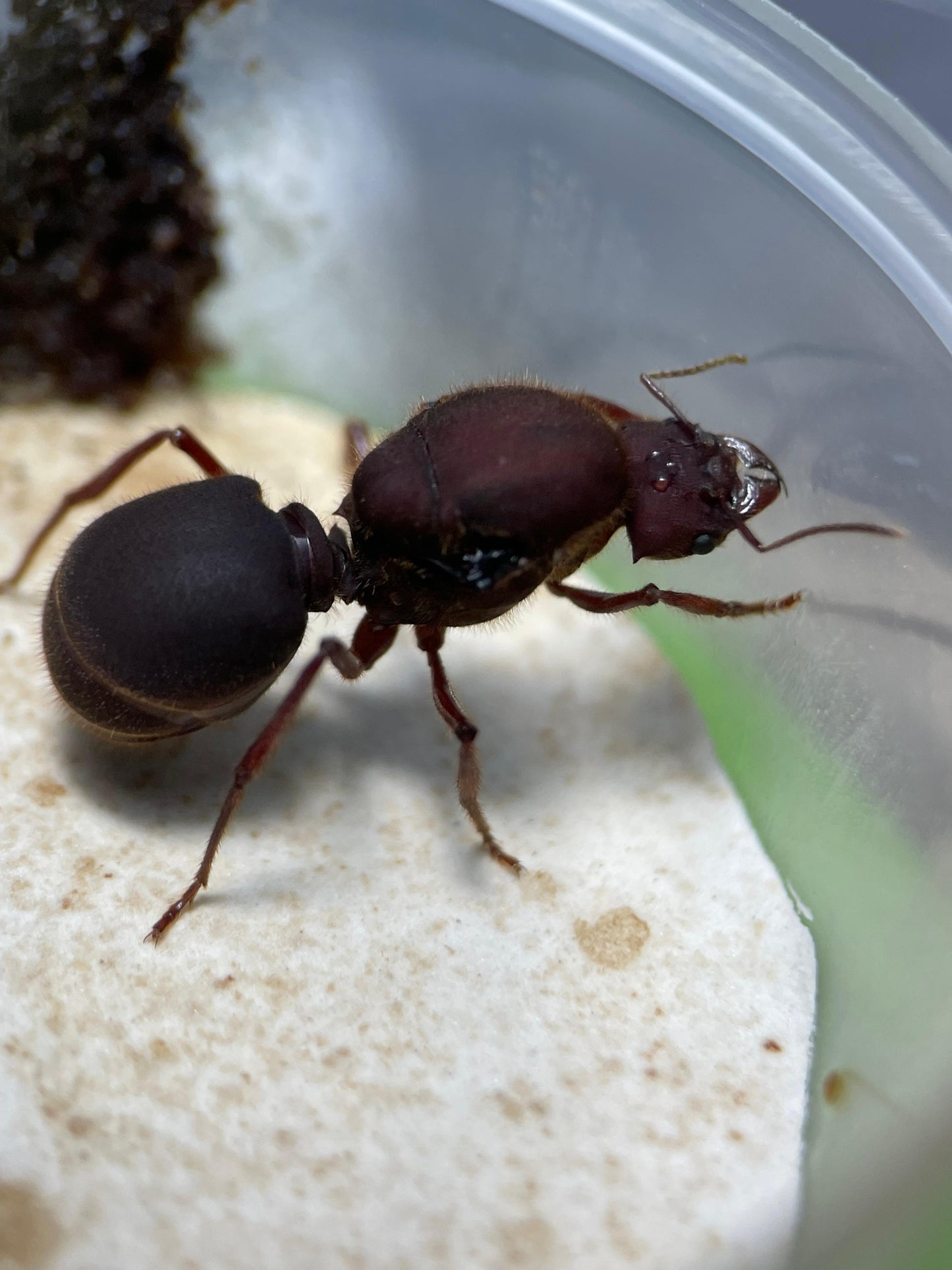 Atta texana Königin in Nahaufnahme mit gut sichtbaren Gliedmaßen