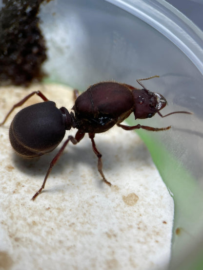 Atta texana Königin in Nahaufnahme mit gut sichtbaren Gliedmaßen