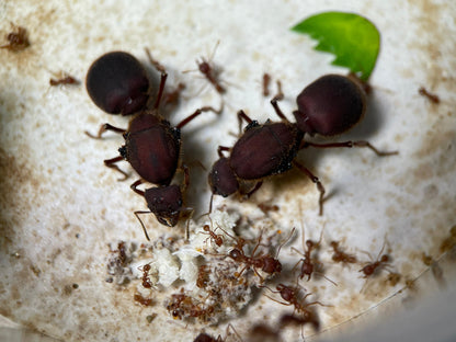 Atta texana Königinnen im Nest bei der Brutpflege ihrer ersten Brut
