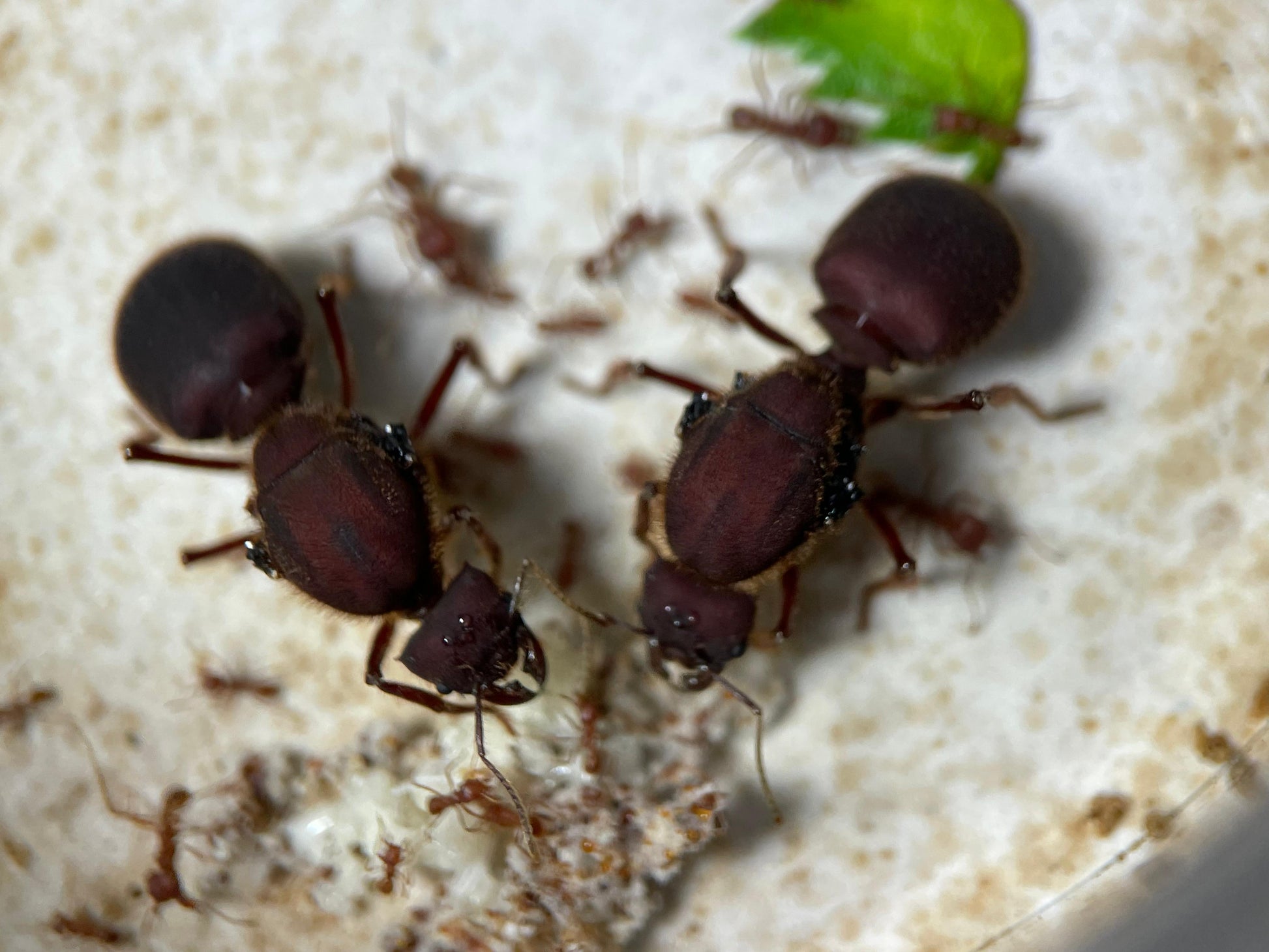 Atta texana Königinnen im Nest mit ihren Arbeiterinnen und Pilz in Nahaufnahme